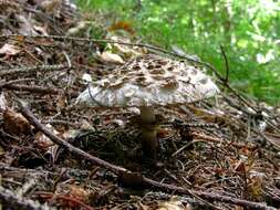 Plancia ëd Chlorophyllum rachodes (Vittad.) Vellinga 2002