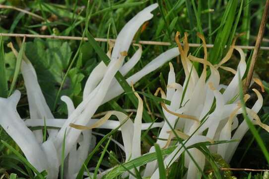 Image of Clavaria