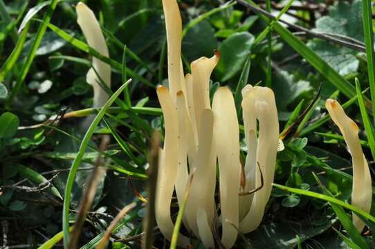 Clavaria falcata Pers. 1794 resmi