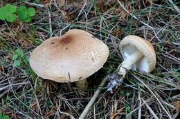 Image of Lepiota ochraceofulva P. D. Orton 1960