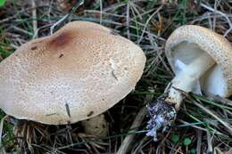 Lepiota ochraceofulva P. D. Orton 1960 resmi