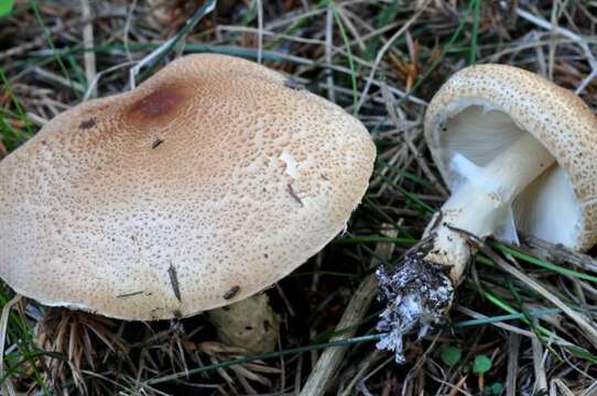 Image of Lepiota ochraceofulva P. D. Orton 1960