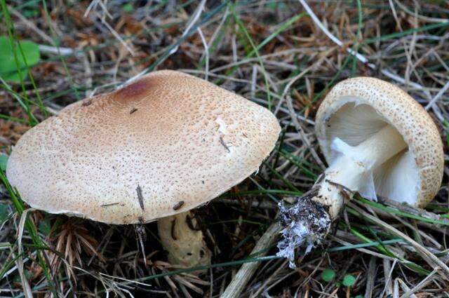 Image of Lepiota ochraceofulva P. D. Orton 1960