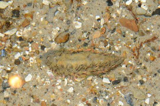 Image of aphroditid scaleworms