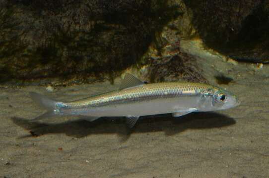 Image of Clupea