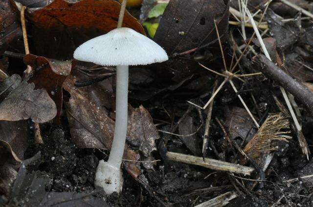 Image of Volvariella murinella (Quél.) M. M. Moser ex Dennis, P. D. Orton & Hora 1960