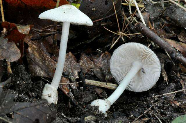 Image of Volvariella murinella (Quél.) M. M. Moser ex Dennis, P. D. Orton & Hora 1960