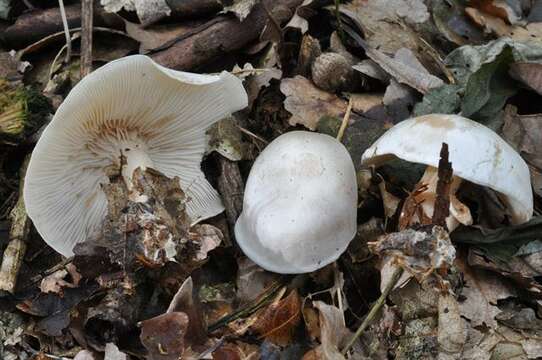 Image de Clitocybe phyllophila (Pers.) P. Kumm. 1871