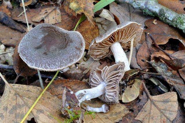 Imagem de Cortinarius diasemospermus Lamoure 1978