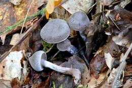 Image of Cortinarius diasemospermus Lamoure 1978