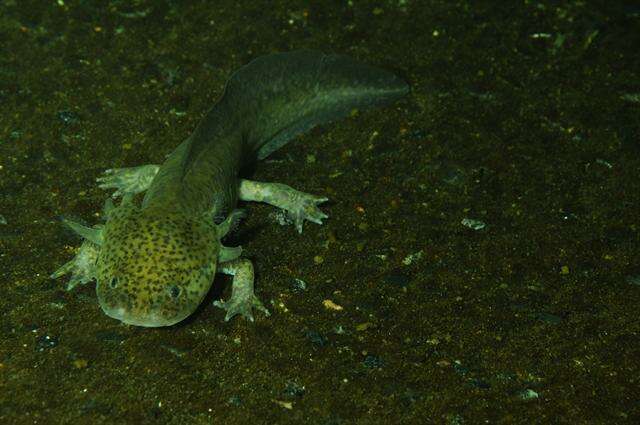 Image of mole salamanders