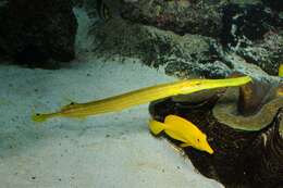 Image of trumpetfishes