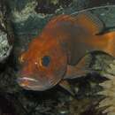 Image of Yelloweye rockfish