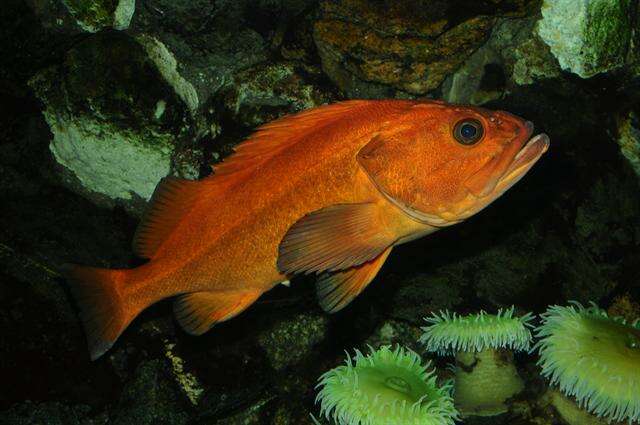 Image of Rockcod