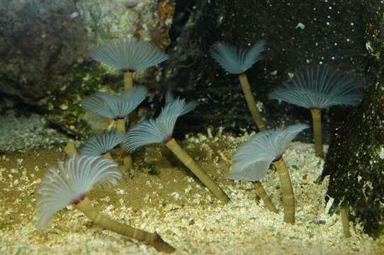 Image of calcareous tubeworms