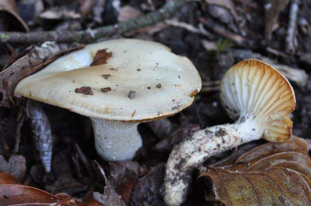 Слика од Hygrophorus discoxanthus (Fr.) Rea 1908