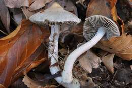 Inocybe geophylla (Bull.) P. Kumm. 1871 resmi