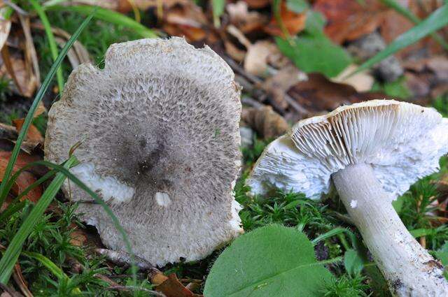 Imagem de Tricholoma atrosquamosum Sacc. 1887