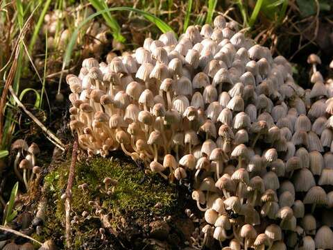 صورة Coprinellus