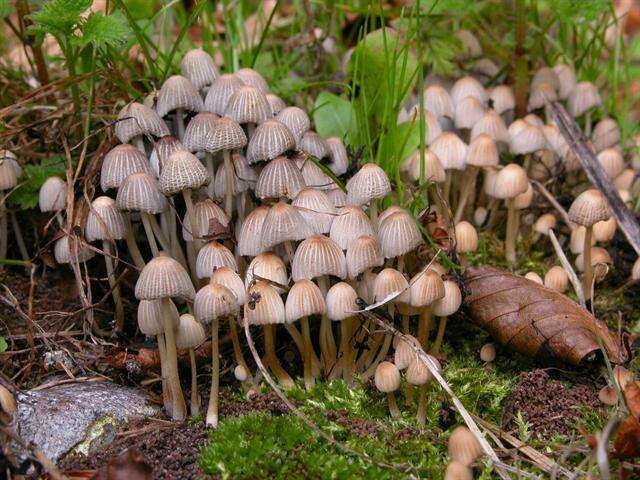 Image of Coprinellus