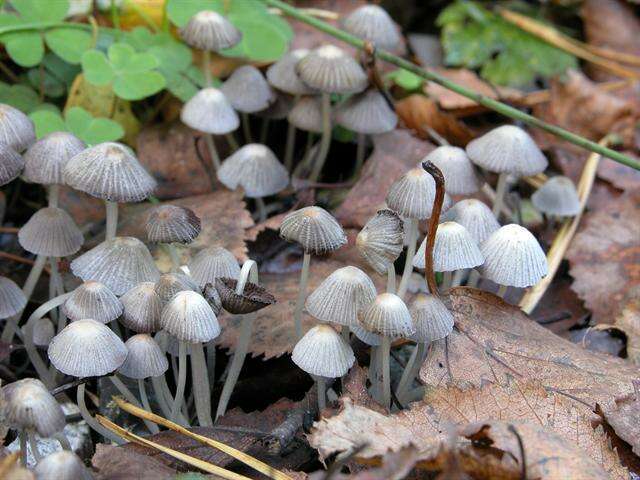 Image de Coprinellus