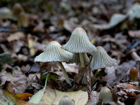 Image of Coprinellus