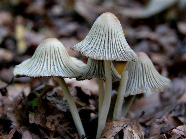 Image of Coprinellus