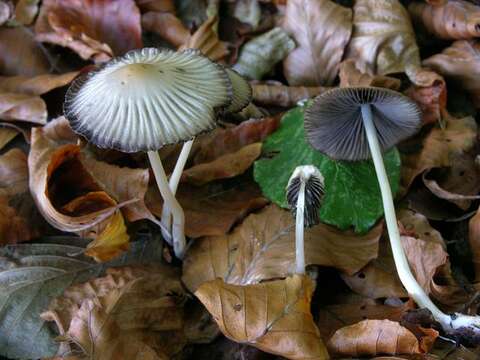 Coprinellus resmi