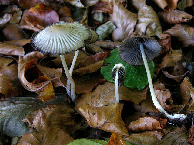 Image of Coprinellus