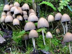 Image of Coprinellus