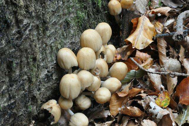 Image of Coprinellus