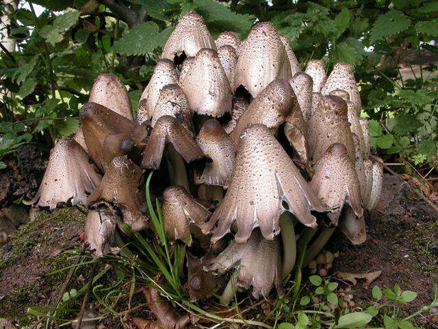 Coprinopsis resmi