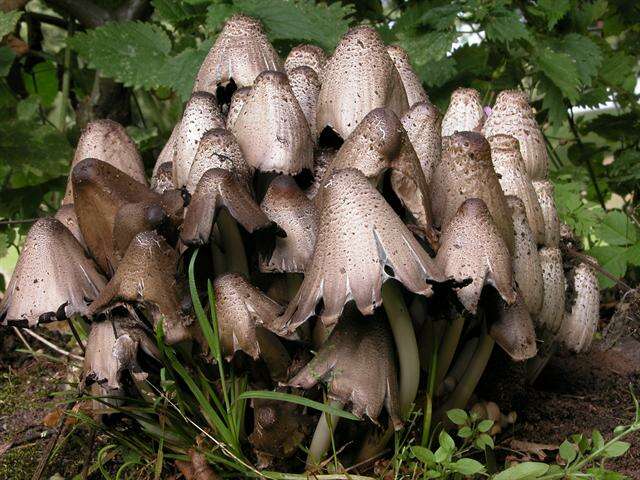 Coprinopsis resmi