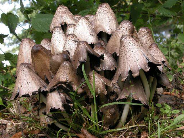 Coprinopsis resmi