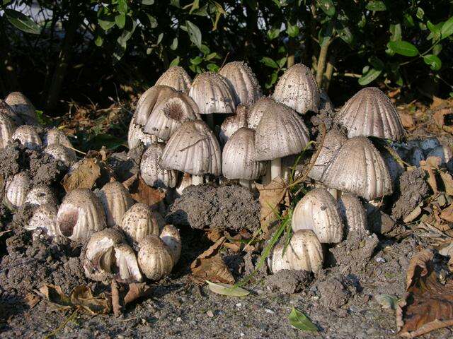 Coprinopsis resmi