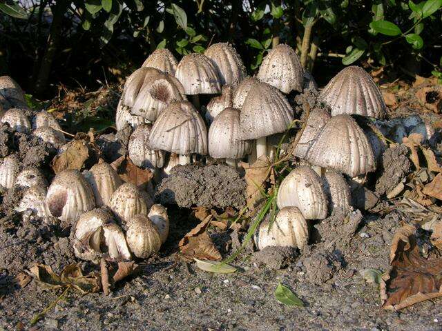 Coprinopsis resmi