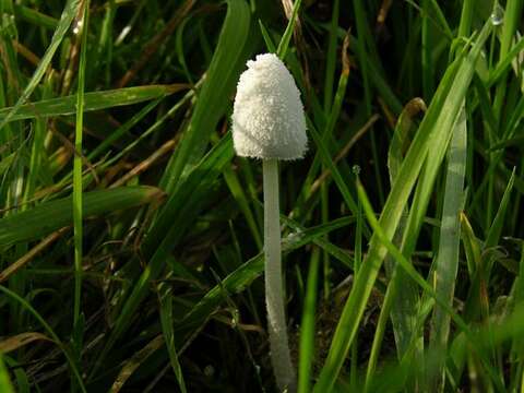 Image de Coprin blanc de neige