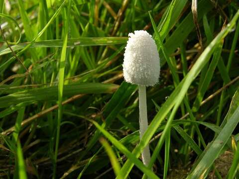 Image de Coprin blanc de neige