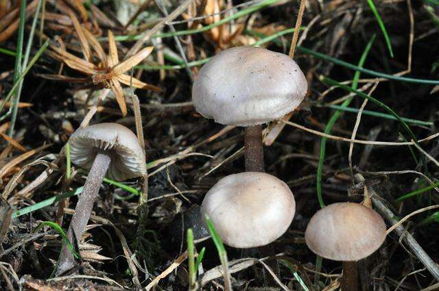 Image of Mycena pura (Pers.) P. Kumm. 1871