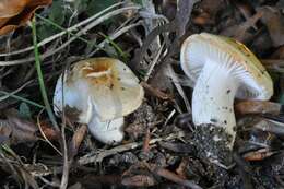 Слика од Hygrophorus discoxanthus (Fr.) Rea 1908