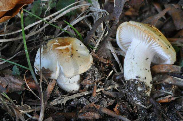 Sivun Hygrophorus discoxanthus (Fr.) Rea 1908 kuva