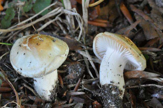 Слика од Hygrophorus discoxanthus (Fr.) Rea 1908