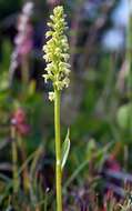 Image of vanilla-scented bog orchid