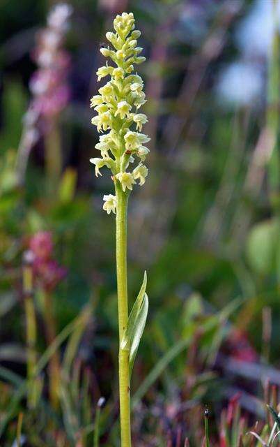 Sivun Pseudorchis albida subsp. straminea (Fernald) Á. Löve & D. Löve kuva