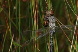 Image of bog hawker