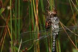 Image of bog hawker