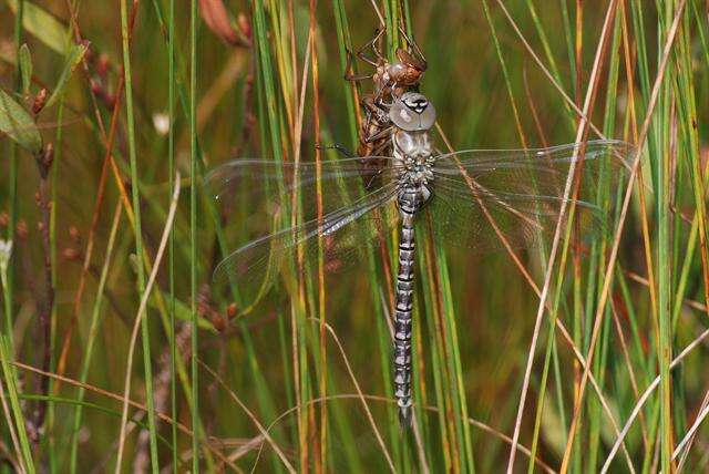 Image of bog hawker