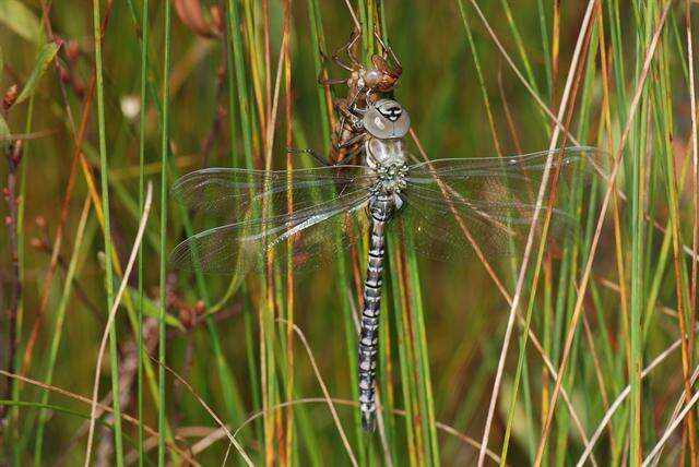 Image of bog hawker