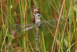 Image of bog hawker