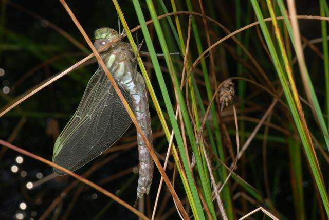 Image of bog hawker